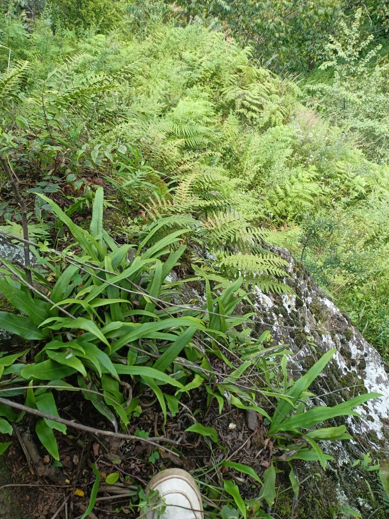 化石草（肾精草）