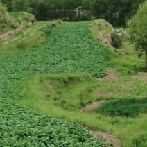 马铃薯，蚕豆