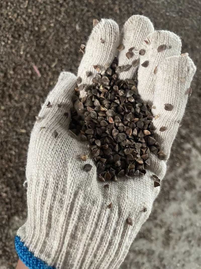 俄罗斯优质甜荞麦，量很大