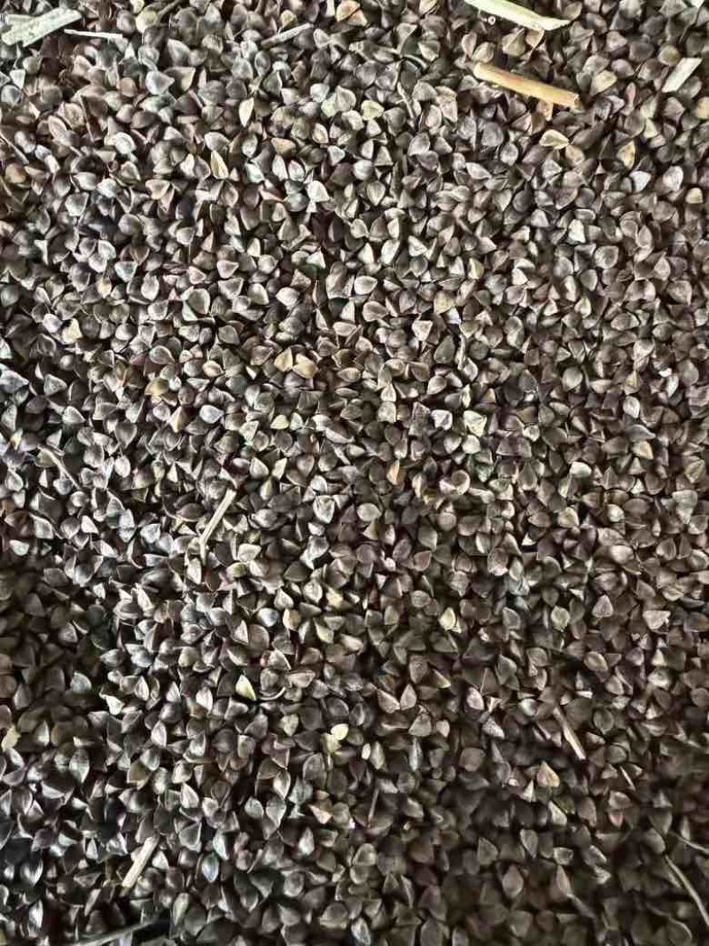 俄罗斯优质甜荞麦，量很大