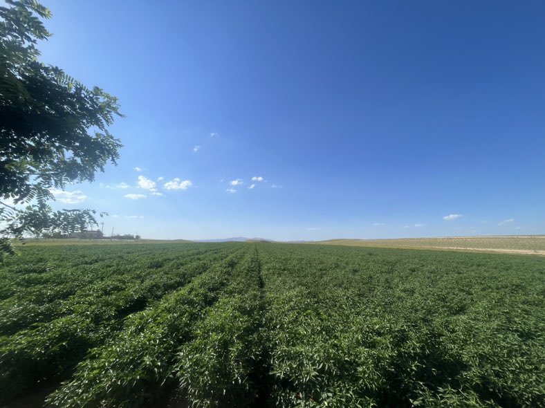 白色小米椒种植基地