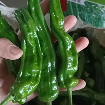 新鲜特辣小皱皮辣椒青辣虎皮椒批发现摘薄皮青椒新鲜蔬菜农家自种