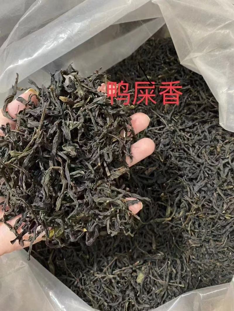 凤凰单丛茶**鸭屎香