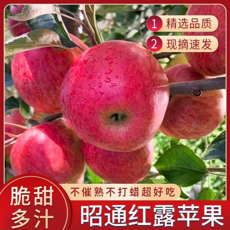 苹果电商、一件代发当季云南昭通丑苹果冰糖心孕妇水果新鲜红富
