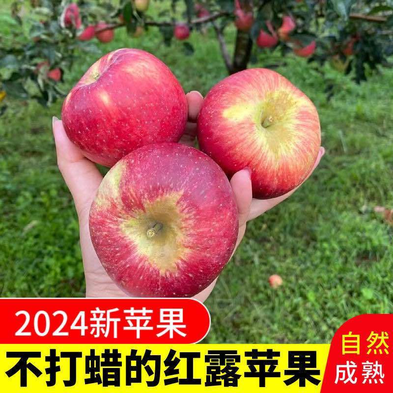 苹果电商、一件代发当季云南昭通丑苹果冰糖心孕妇水果新鲜红富