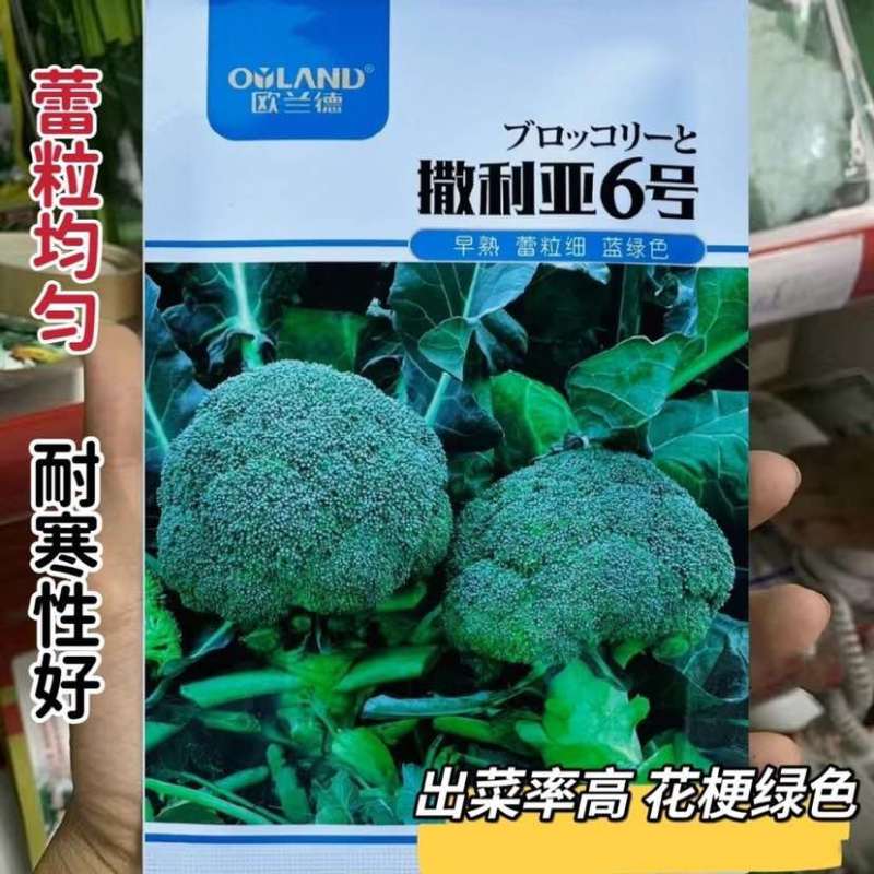 欧兰德撒利亚6号早熟杂交青花菜种子4号西兰花种籽高产绿花菜