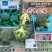 欧兰德撒利亚6号早熟杂交青花菜种子4号西兰花种籽高产绿花菜