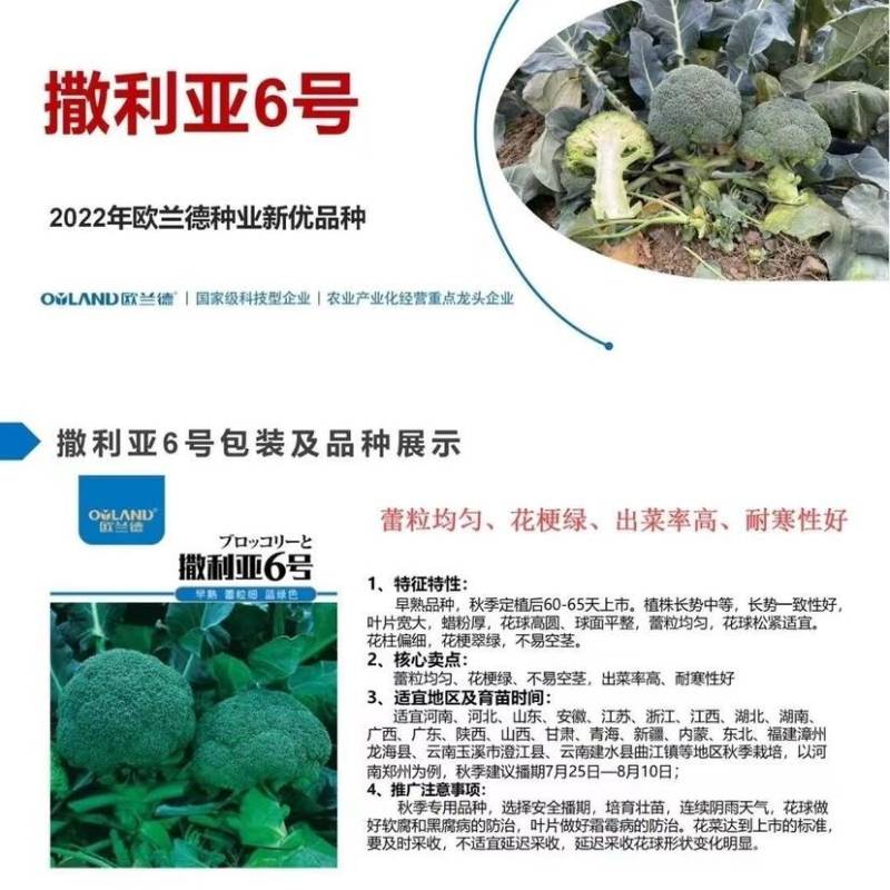 欧兰德撒利亚6号早熟杂交青花菜种子4号西兰花种籽高产绿花菜