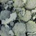 欧兰德撒利亚6号早熟杂交青花菜种子4号西兰花种籽高产绿花菜