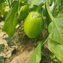 产地直发新鲜青茄