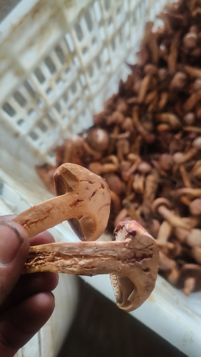 色丁菇，松树伞