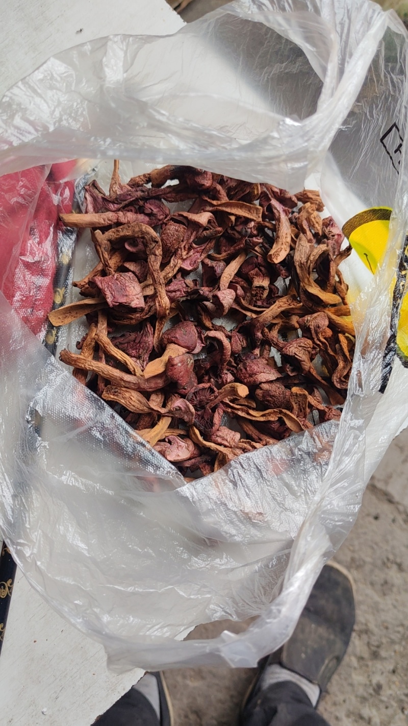 色丁菇，松树伞