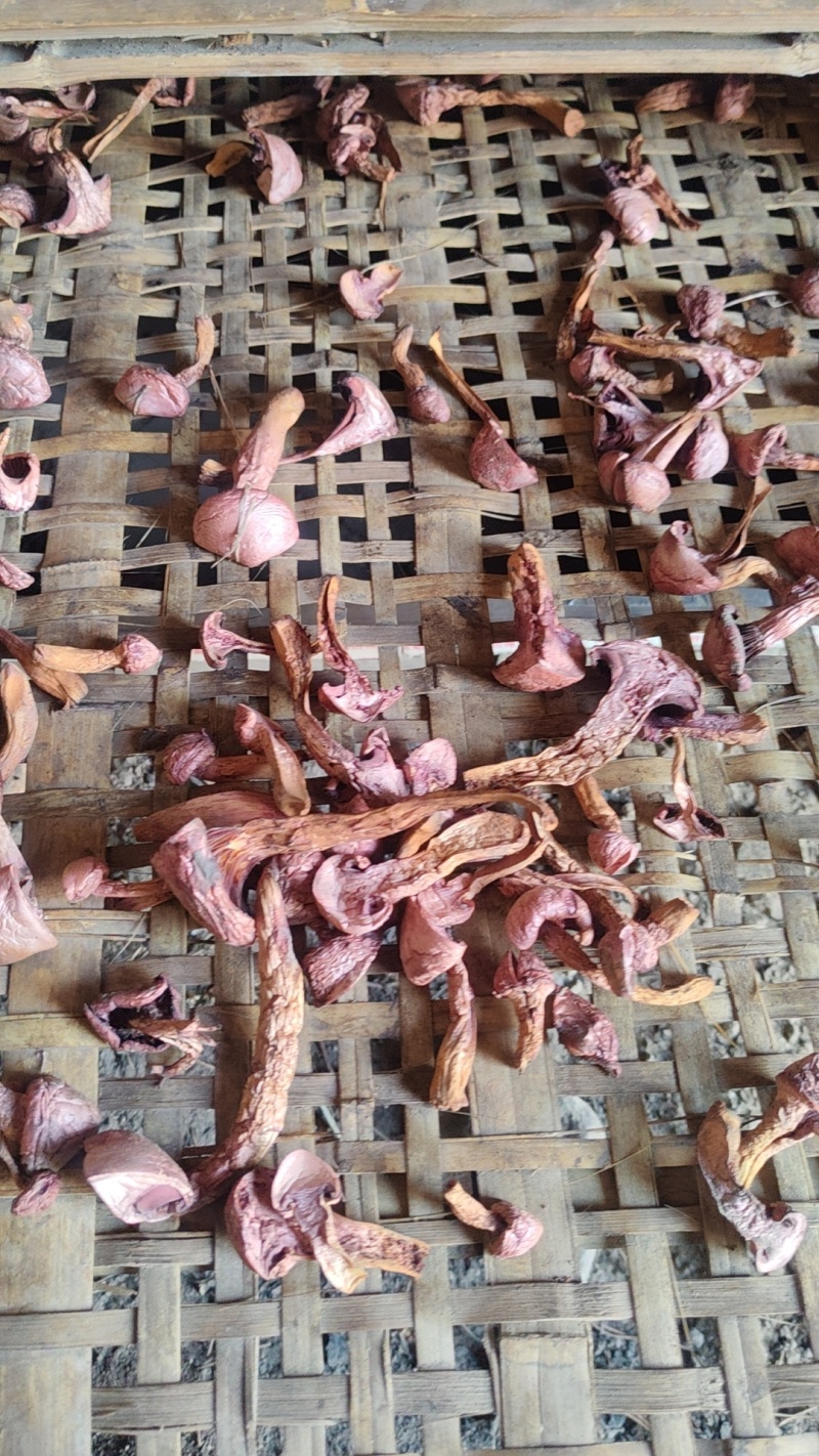 色丁菇，松树伞
