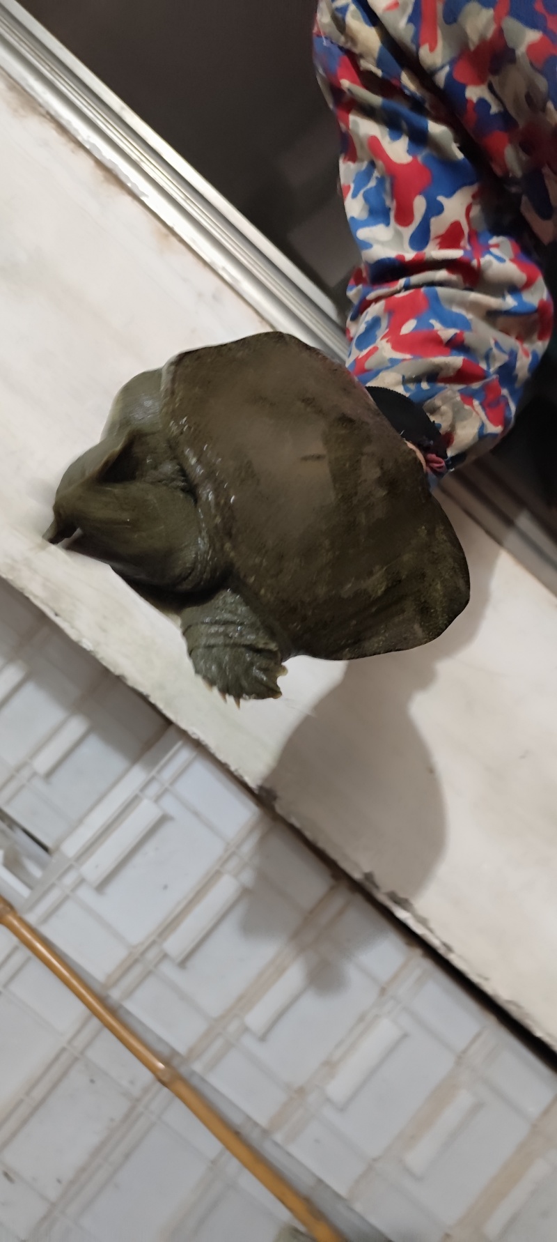 露天成品甲鱼，老塘甲鱼