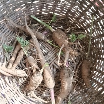 白芷
