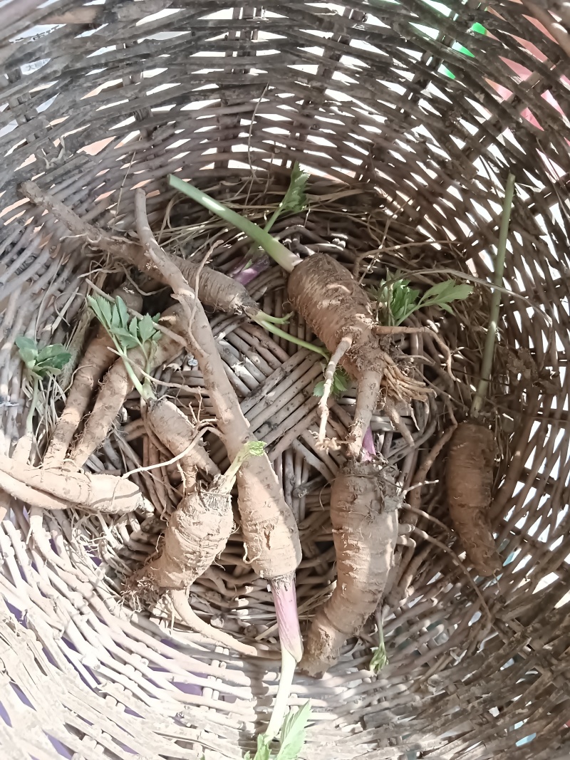 白芷