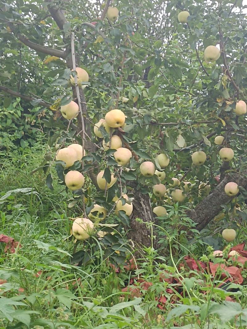 莫利世苹果有的是迎全国各地客商