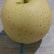皇冠梨熟了客商前来选购套袋不套袋的都有