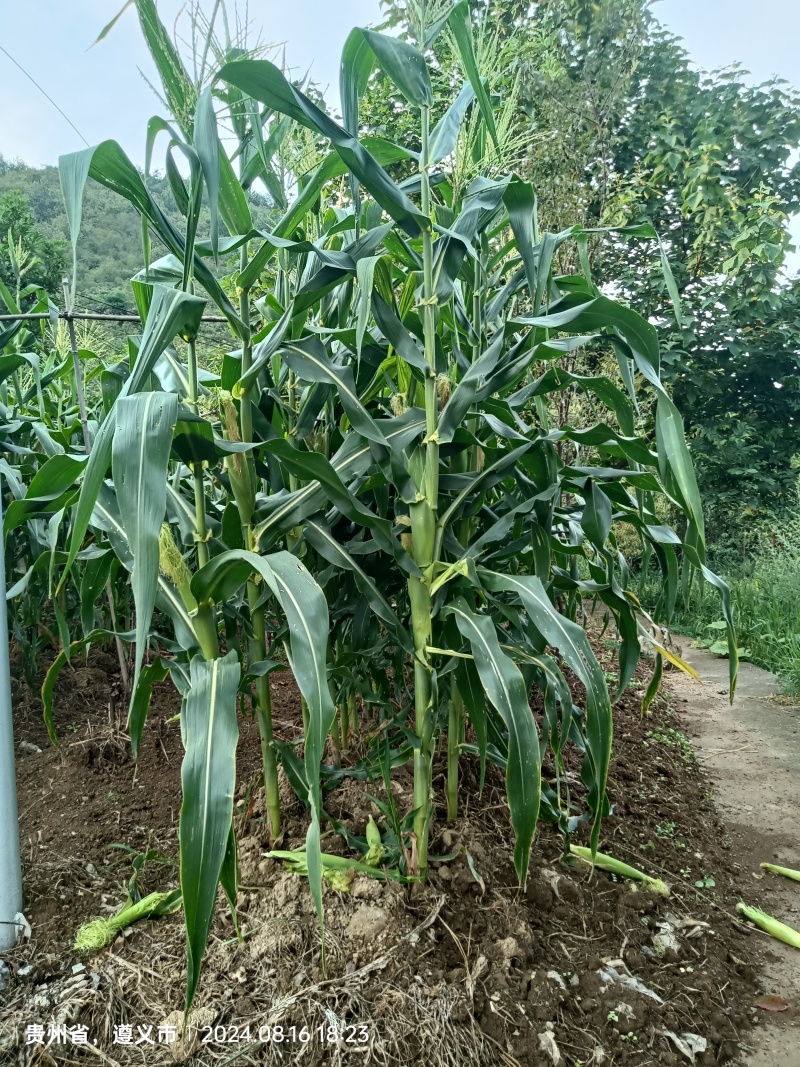 贵州省桐梓县甜玉米销售