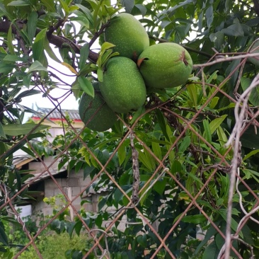云南，酸梅果