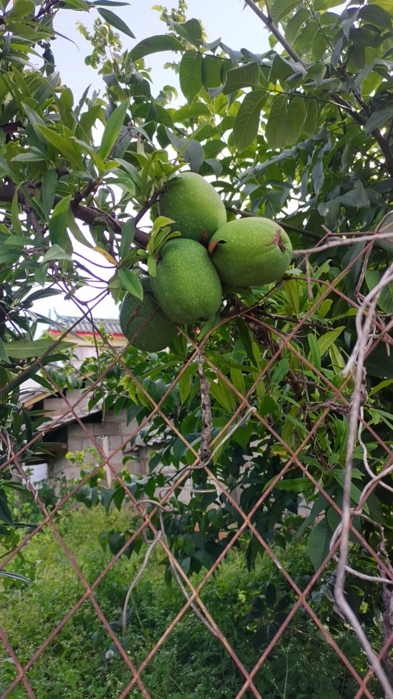 云南，酸梅果