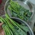 板蓝根青菜