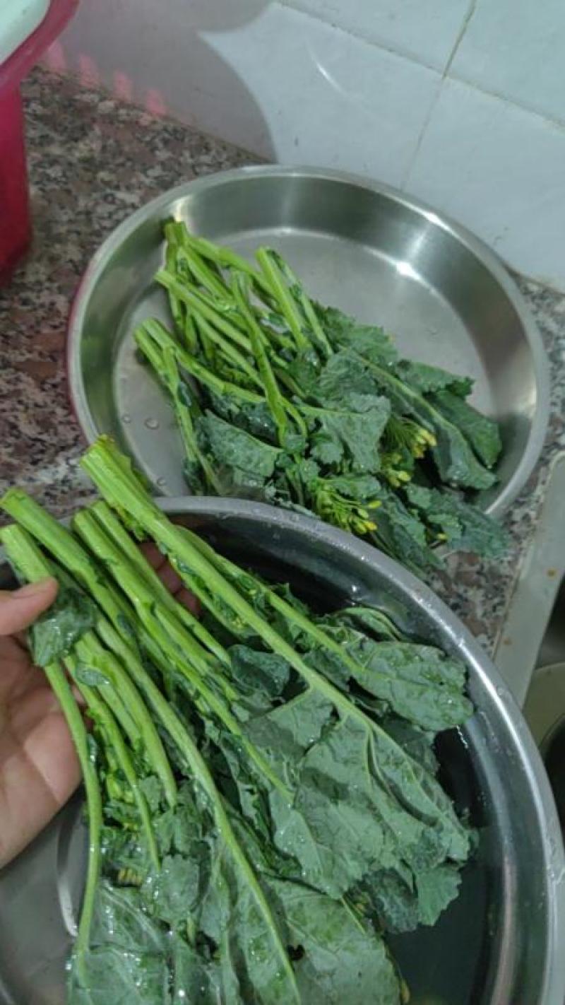 板蓝根青菜