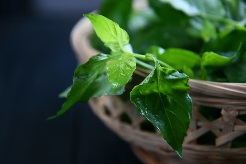 绿线叶血通菜