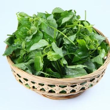绿线叶血通菜