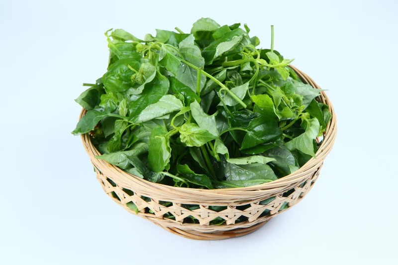 绿线叶血通菜