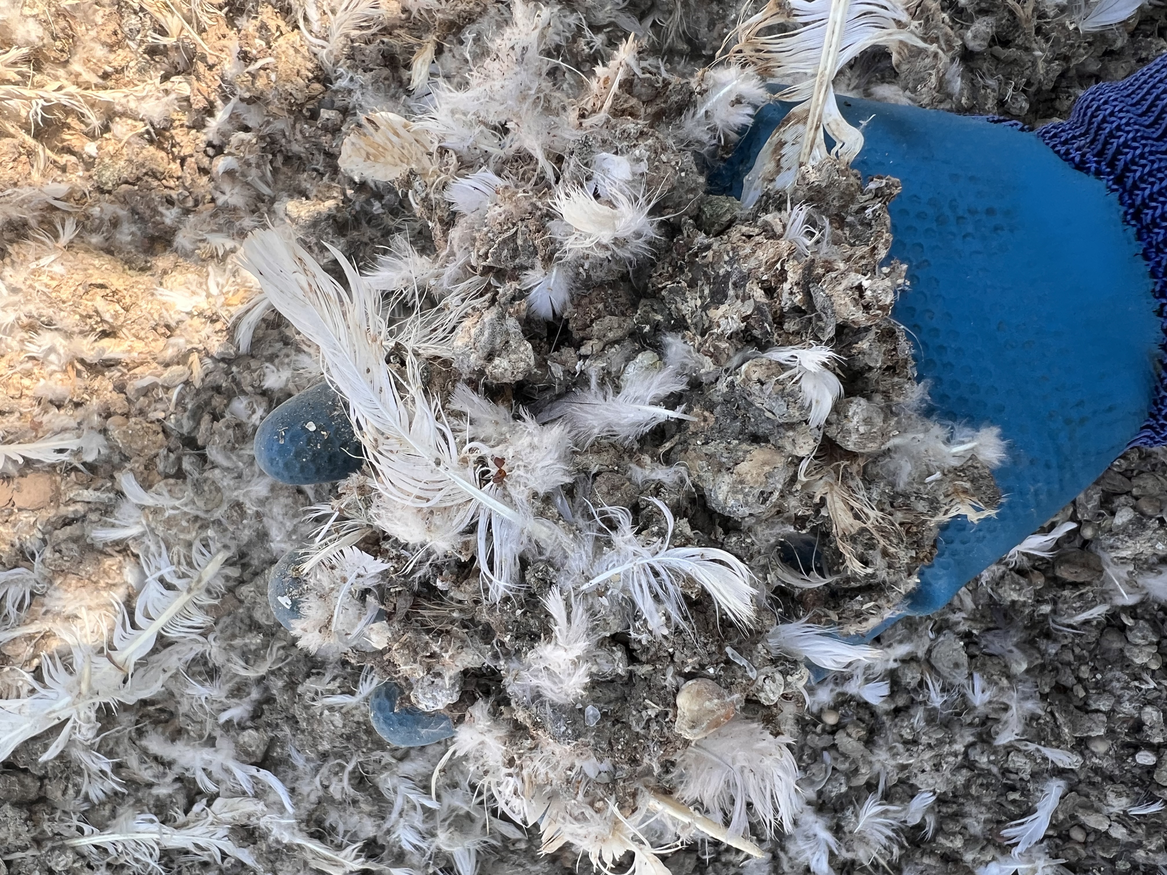 除草剂安全使用宣传图