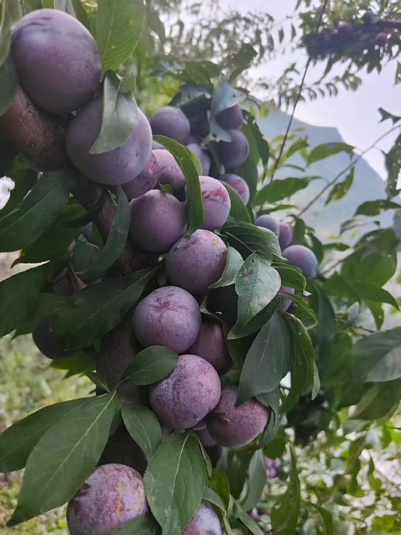 红脆李