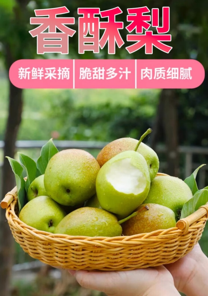 新疆酥梨