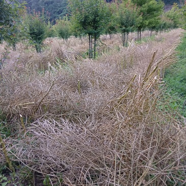 农家油菜籽