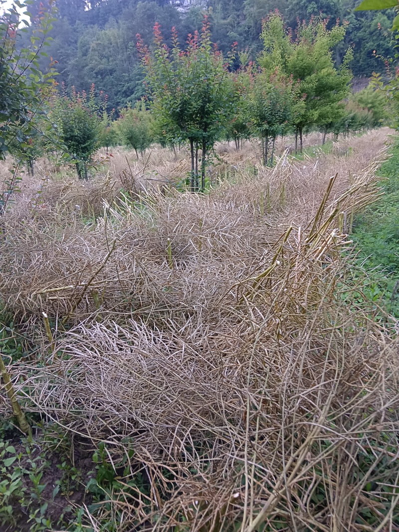 农家油菜籽