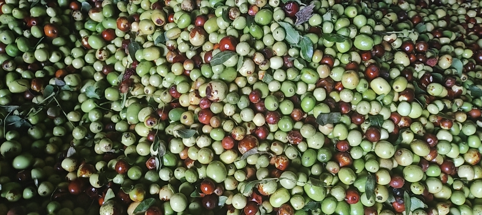 鲜枣成熟季节图示