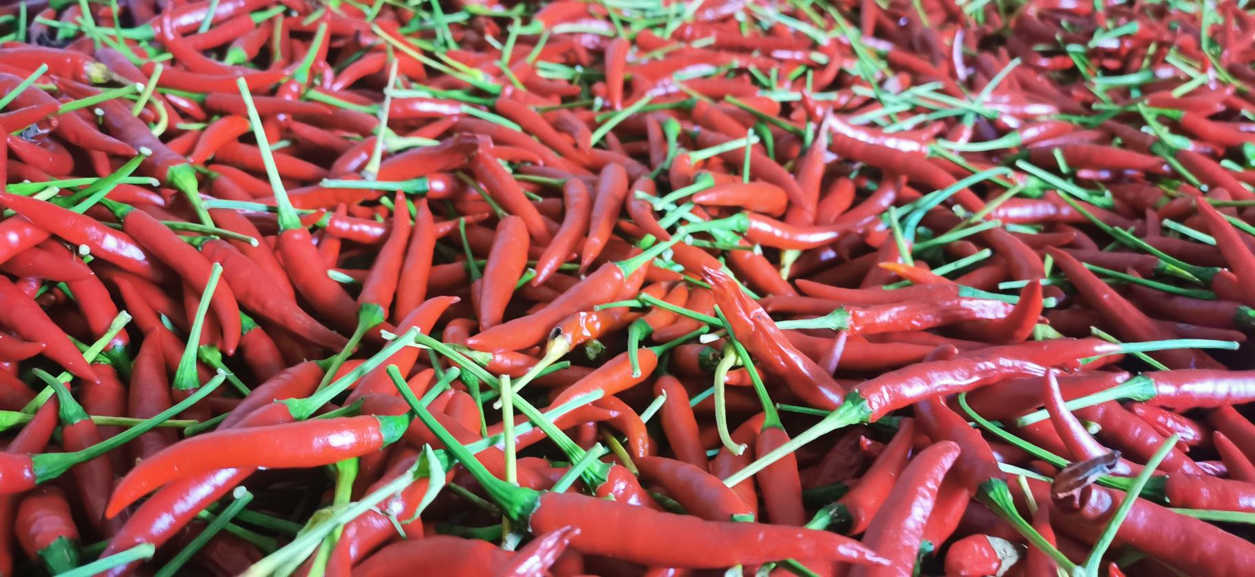 贵州遵义朝天椒特写