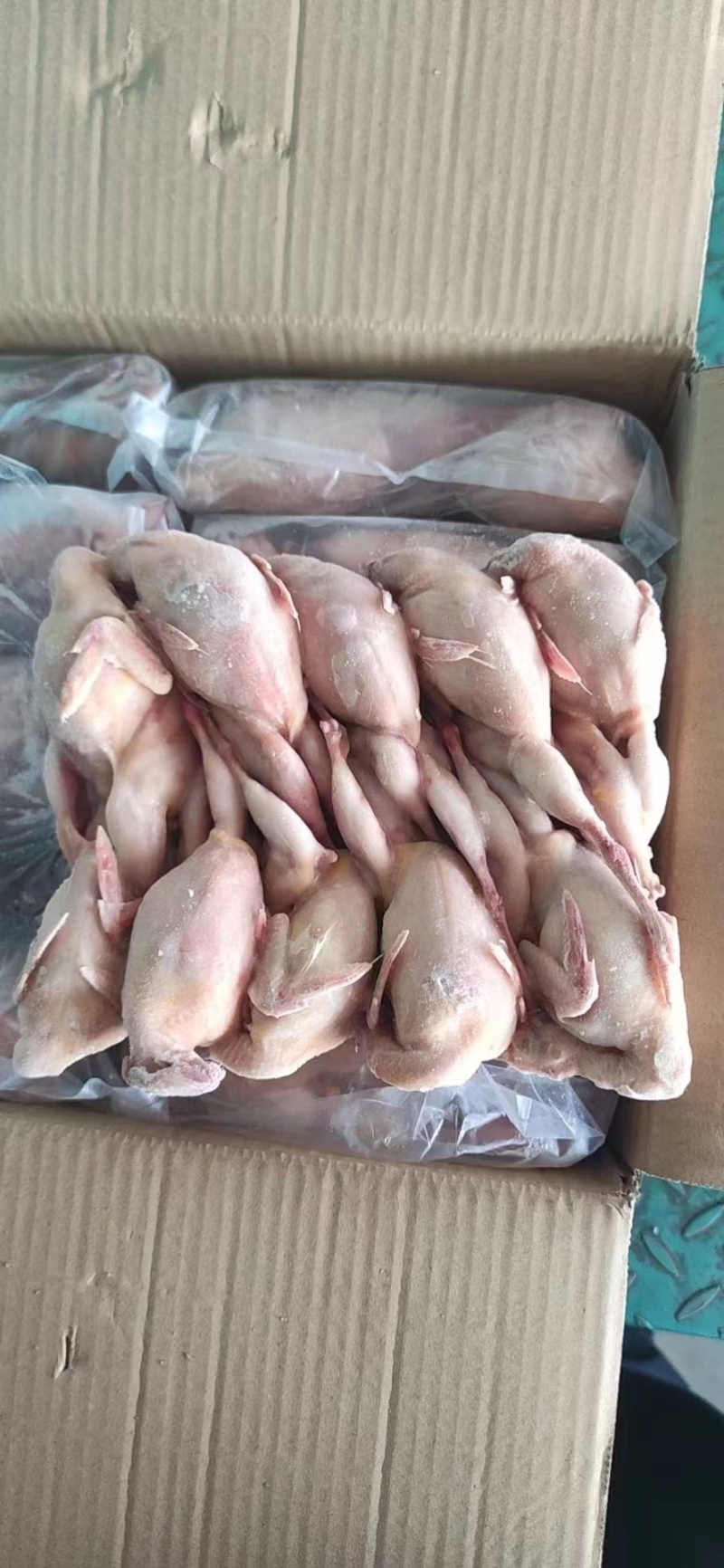放血鹌鹑单只2.7两用于熏烤卤制