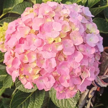 八仙花精品小苗