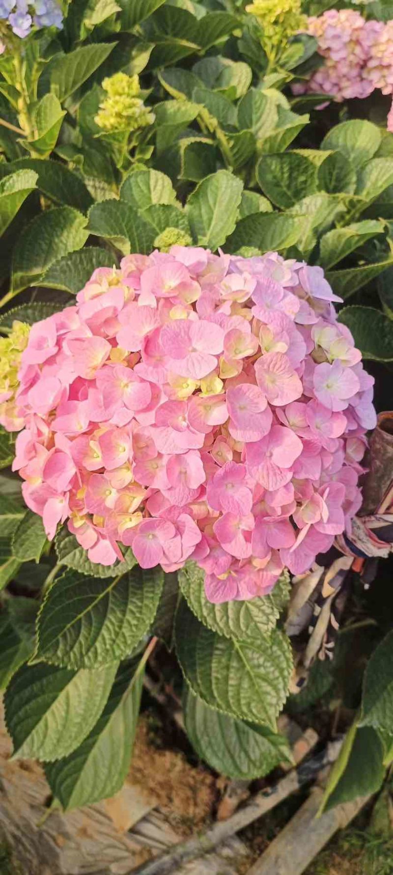 八仙花精品小苗