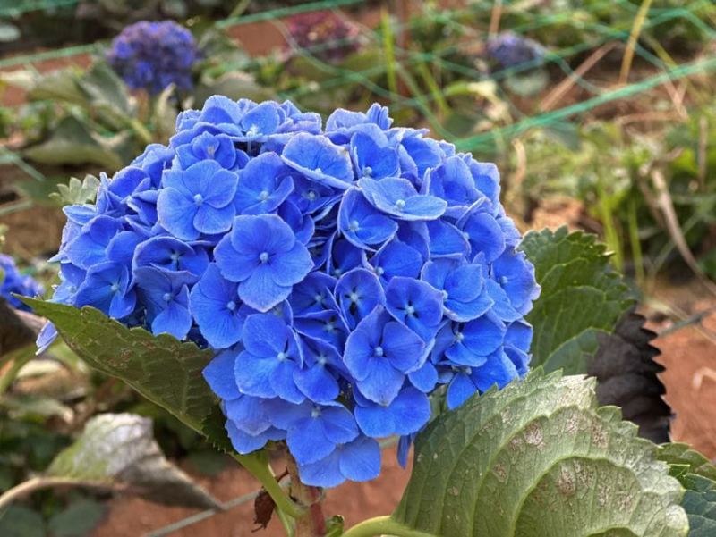 八仙花精品小苗