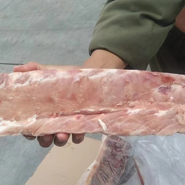 肥猪龙骨，脊骨