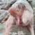老鸭19.5公斤6-7-8-9只肉质肥美