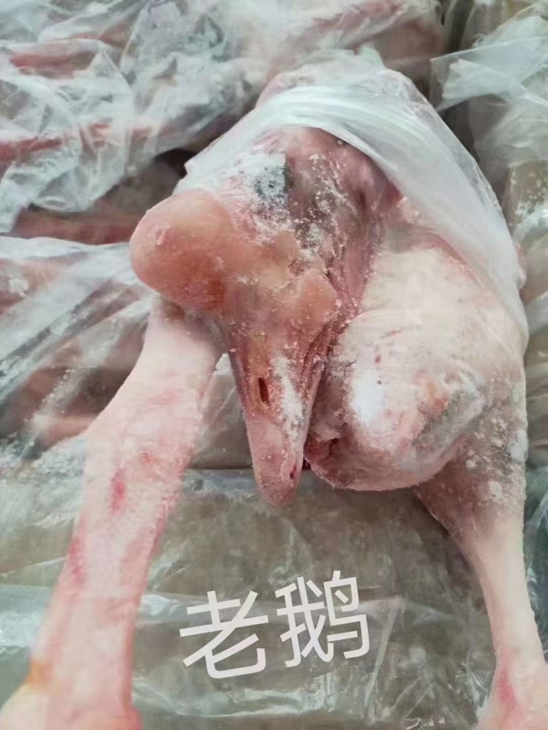 老鸭19.5公斤6-7-8-9只肉质肥美