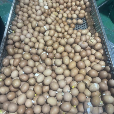 鸡蛋壳
