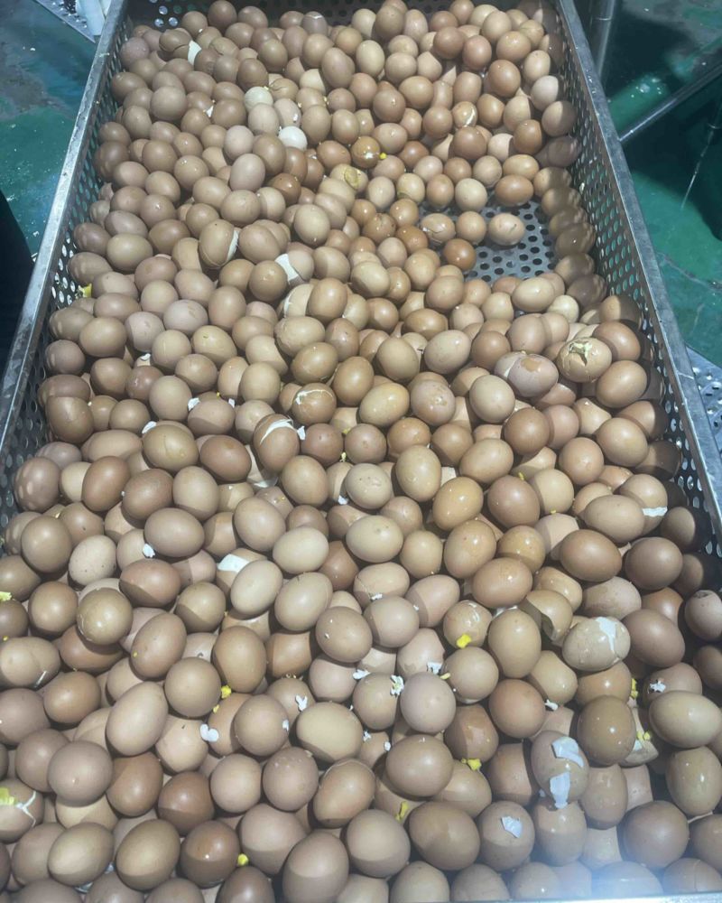 鸡蛋壳