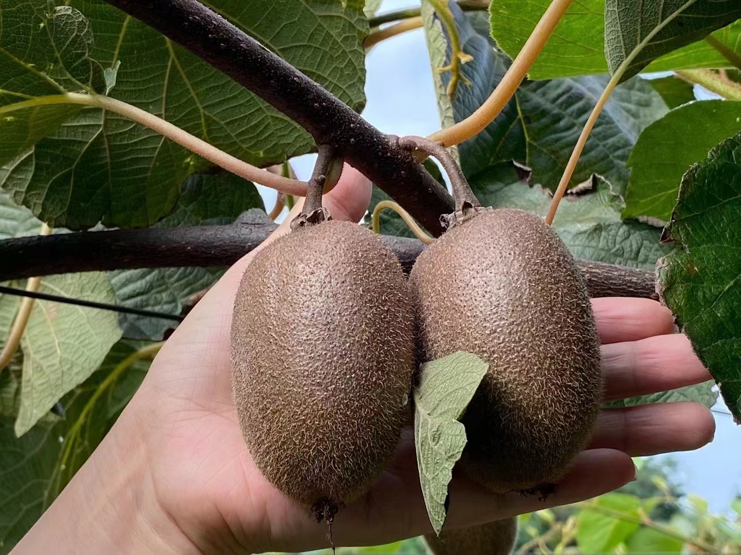 翠香猕猴桃果实特写