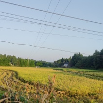 四川夏季新长粒谷子