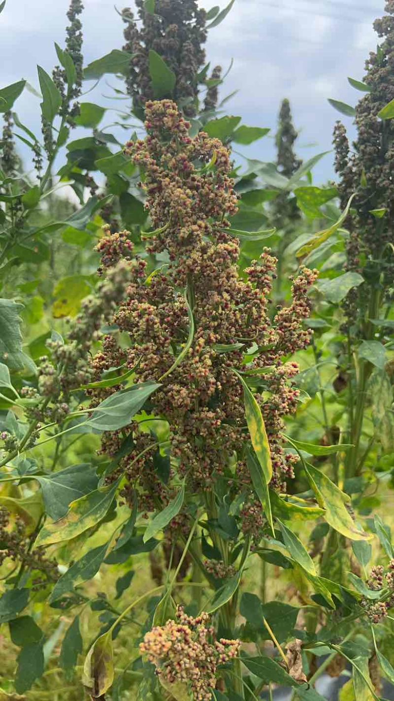 红黎麦，白黎麦，黑黎麦都有