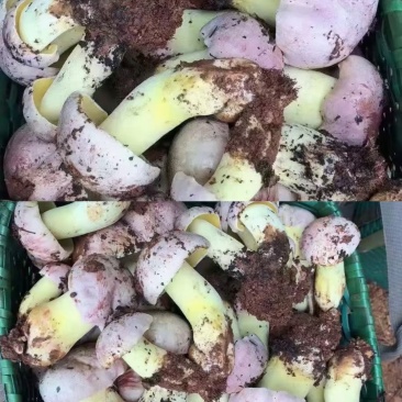 白葱菌